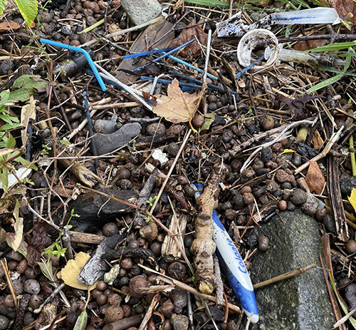 Q-tips i plast og annet avfall blant vegetasjon på ei strand.