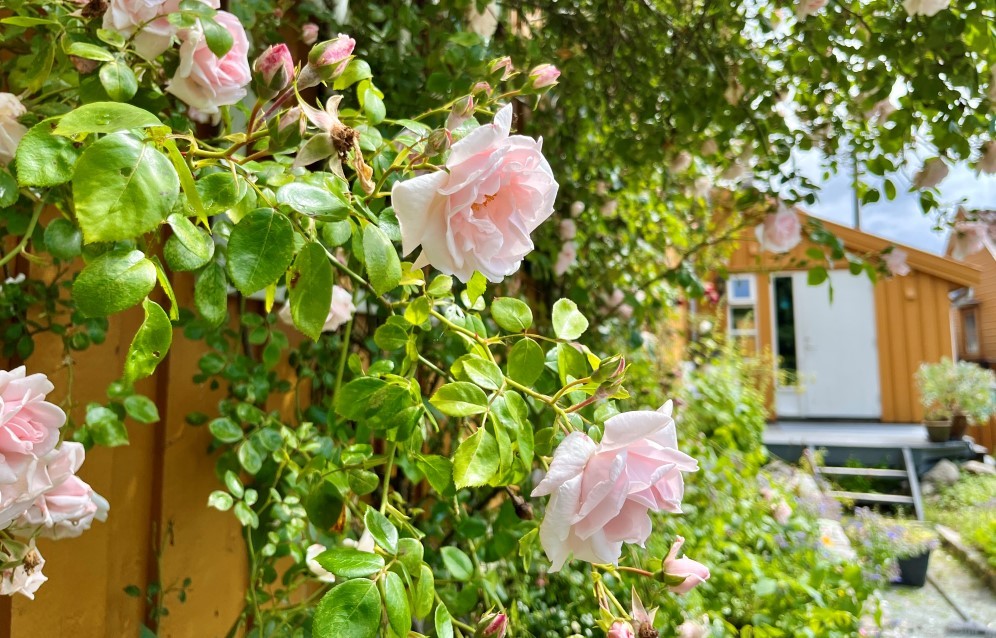 Vi ser en frodig blomstrende rosebusk, med rosa blomster som står frodig ut fra veggen inne i gården på Bergeland bydelssenter. Det er sommer og sol.