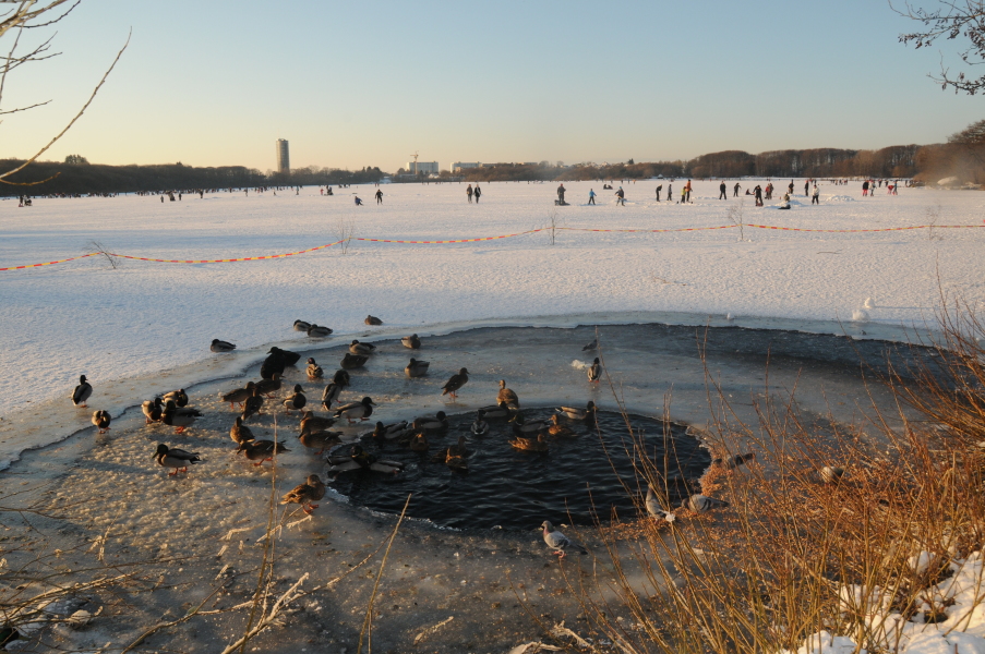 Mosvatnet en vintersdag med skøytegåere og fugler