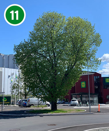 Lindetre i Sandvikveien. I forbindelse med veiarbeidet er det brukt mange penger på å bevare treet, ettersom det gir stor verdi et ellers grått område. 