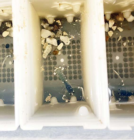 Hummer i havbruksparken