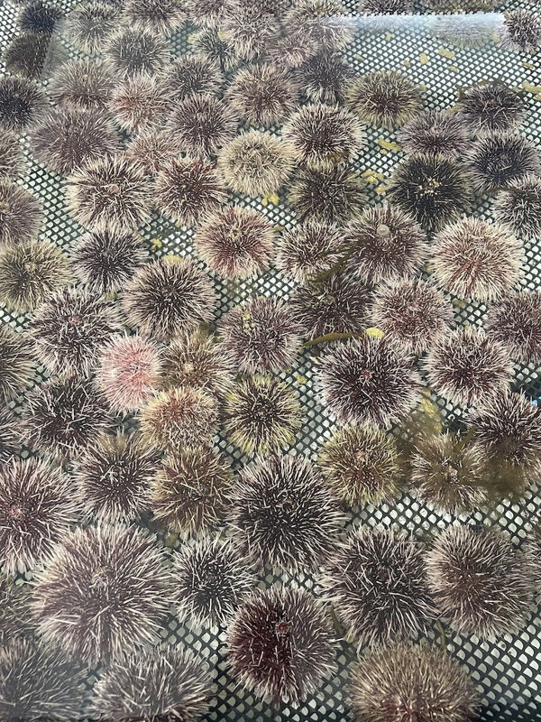 Kråkeboller i havbruksparken