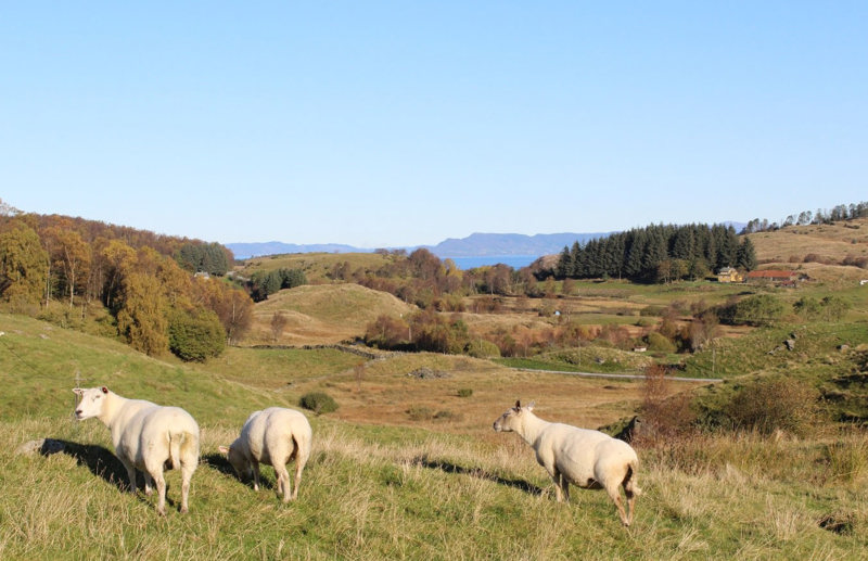 Førsvoll sett fra Bjerga, med fjord- og fjellandskap i bakgrunnen. Tre beitende sauer i forgrunnen.
