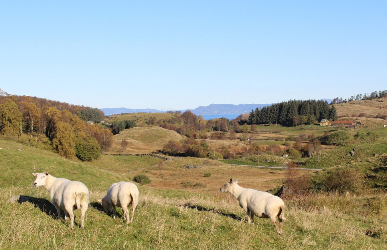 Førsvoll sett fra Bjerga, med fjord- og fjellandskap i bakgrunnen. Tre beitende sauer i forgrunnen.