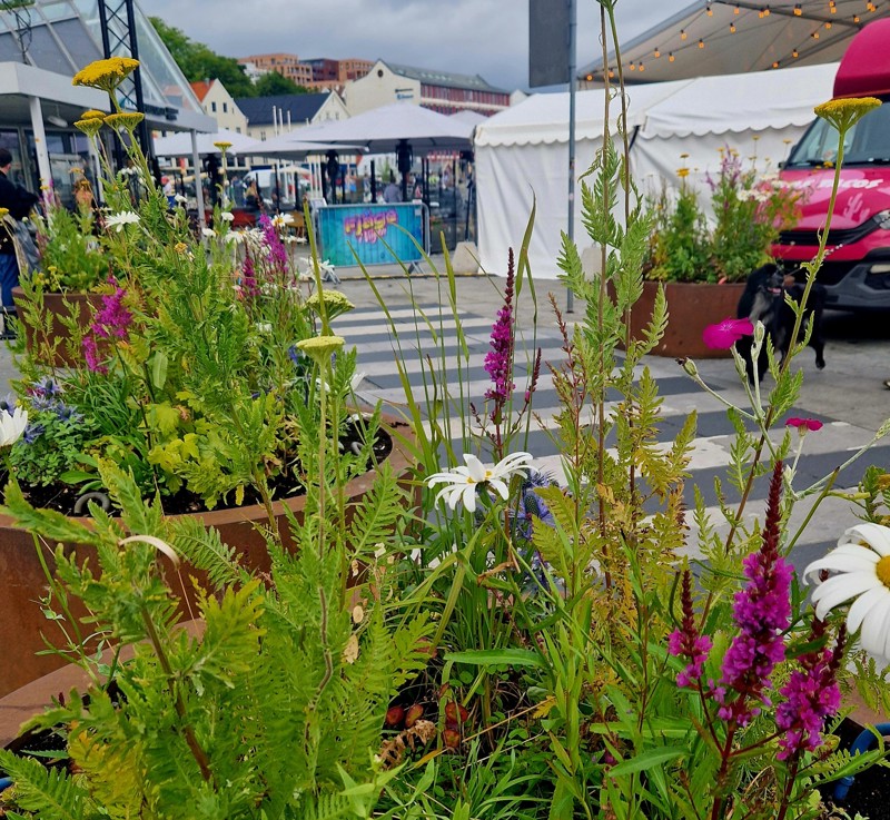 Staudebed med lilla blomster ved siden av fotgjengerfelt i Stavanger sentrum.