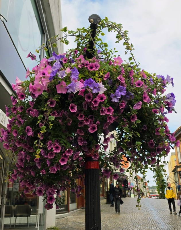 Rosa og blå blomster i ampler i Stavanger sentrum.