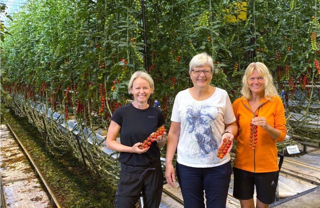 Tre damer frå landbruks- og havbrukskontoret på Judaberg held tomater i eit drivhus på Lauvsnes gartneri.
