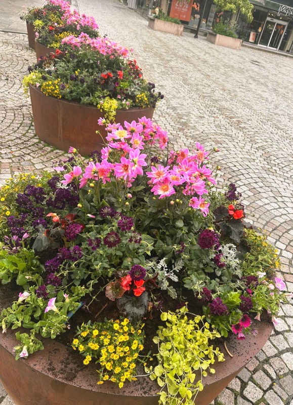Rosa, lilla, oransje og gule blomster i plantekasser på Domkirkeplassen.