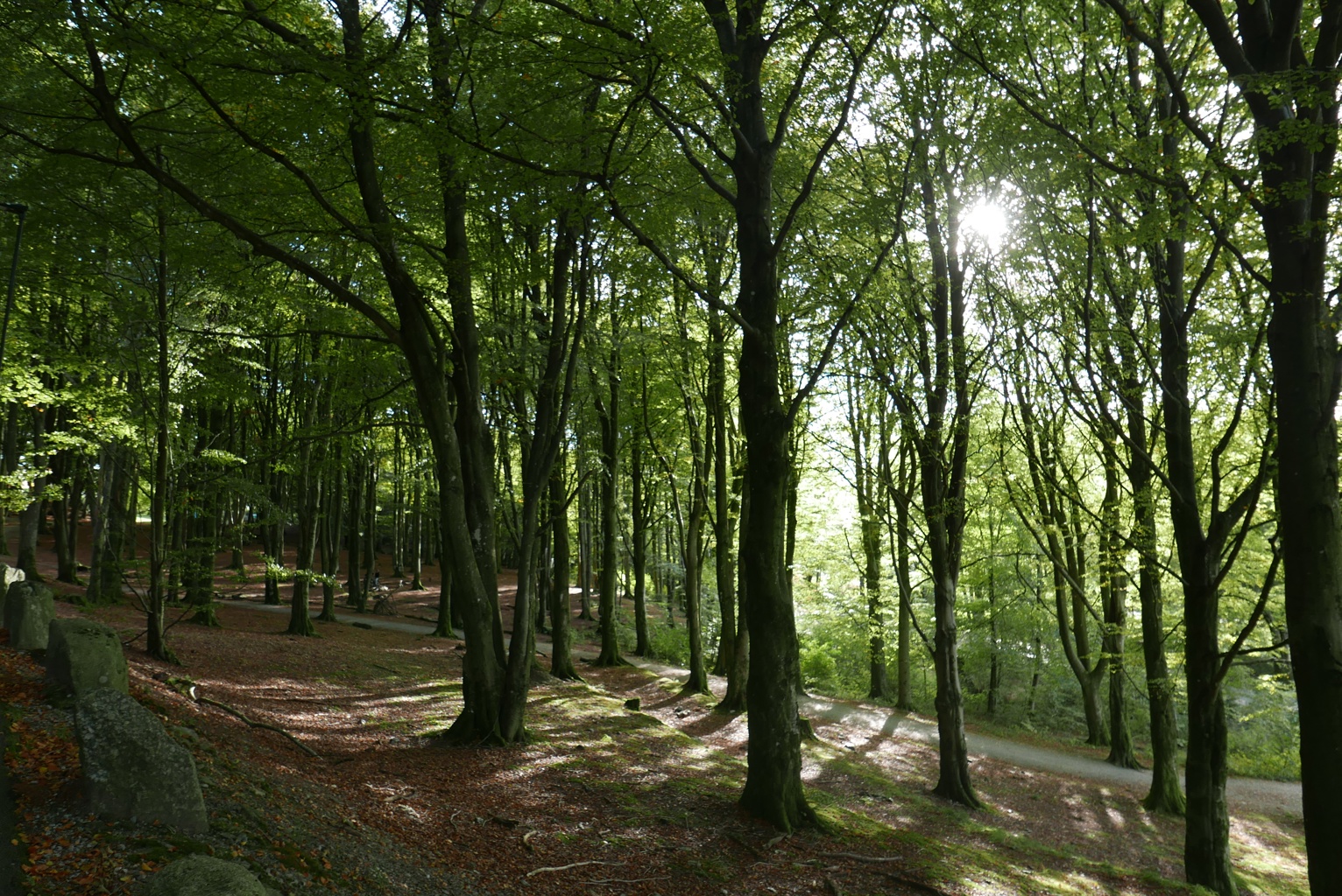 Utsnitt fra Vålandskogen om sommeren.