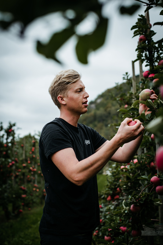 Mann som plukker epler. 