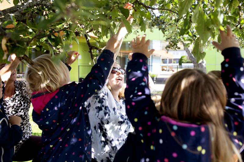 Barn som plukker epler