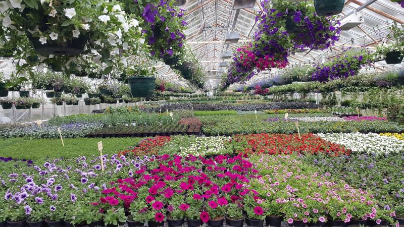Eit drivhus fullt av blomer i alle farger.