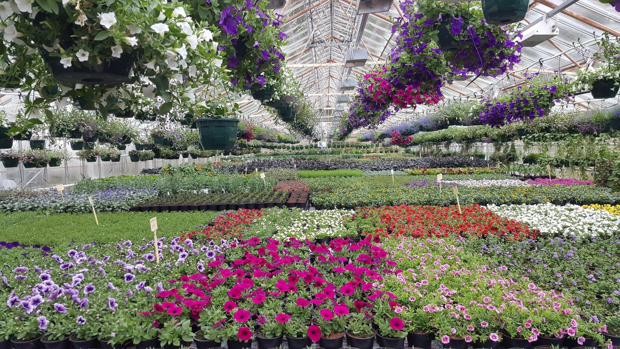 Eit drivhus fullt av blomer i alle farger.