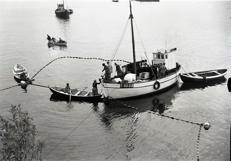 Fiskebåt i brislingfiske utenfor Ramsvik