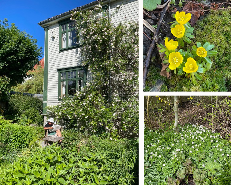 En mann slapper av ned en avis i hagen. Nærbilder av blomster.