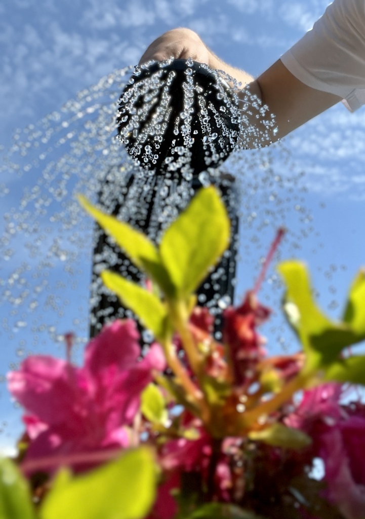 Vanning av blomster med vannkanne.