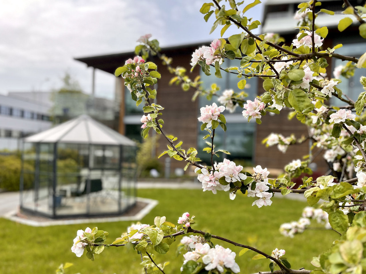 Vi ser en paviljong i bakgrunnen av bildet. Foran ser vi de blomstrende greinene til et epletre i gårdsrommet på Stokka sykehjem.