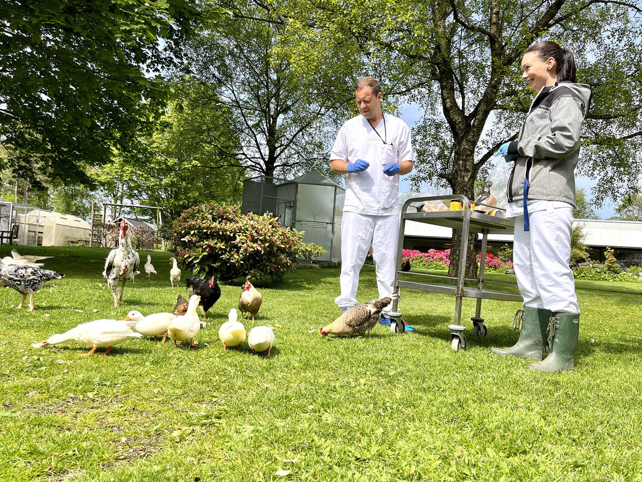 Vi ser to personer i helseuniform som står i hagen og mater en rekke fulger, høner og en påfugl.