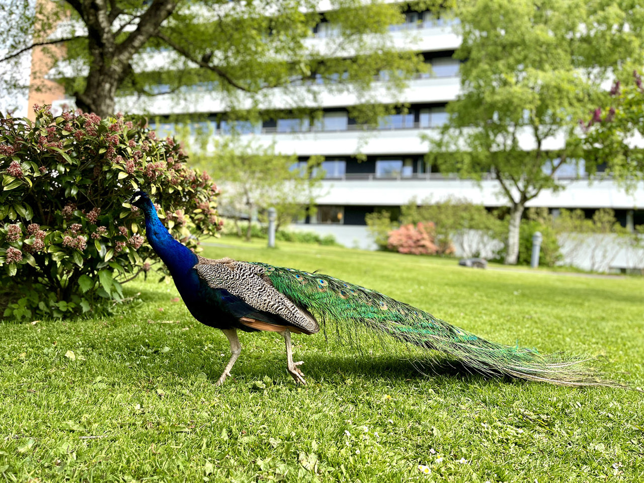 En påfugl med halen lukket går over plenen foran det store bygget.