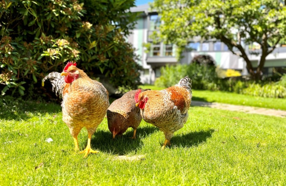 Bildet viser to haner og en høne, de er brune og hvite. De går fritt omkring i hagen på sykehjemmet.