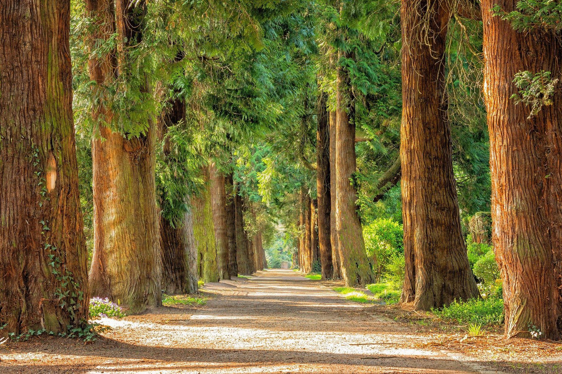 Illustrasjonsbilde: skog
