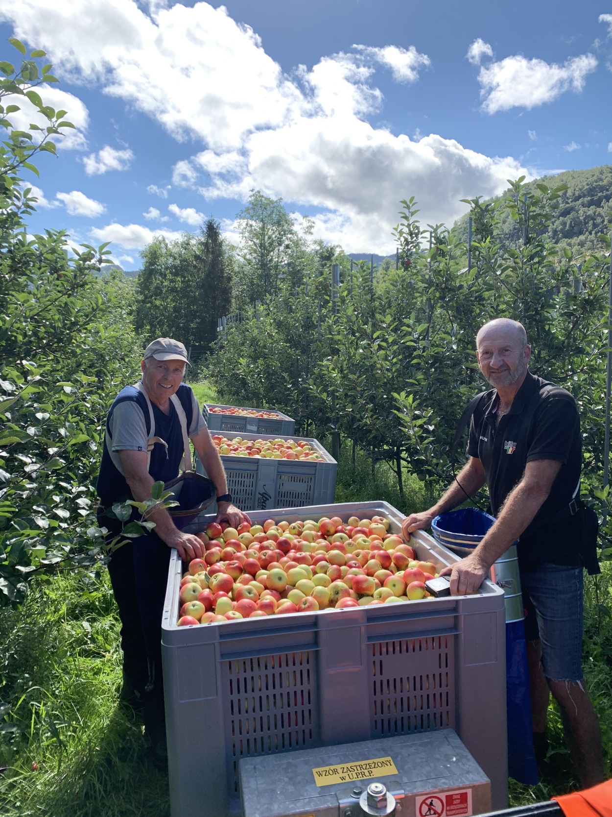 to menn sammen med mange epler på eplegården.