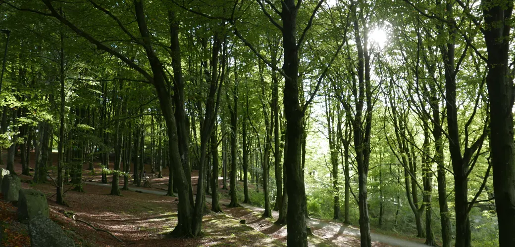 Våland-området har i dag lite kunst i det offentlige rom. Grønne trær tett i Vålandskogen.