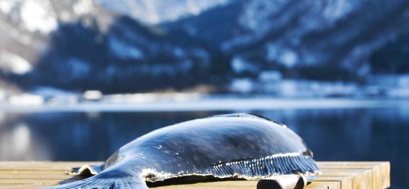 Sterling White Halibuts kveite er jubileumsprodukt i Stavanger 2025. 