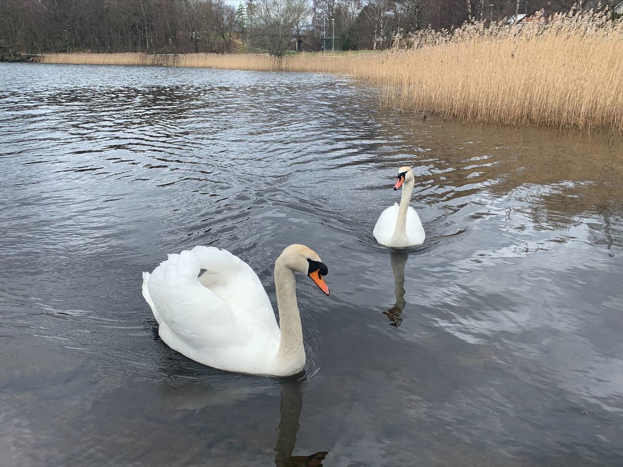 Svaner ved Endrestø ved Hålandsvatnet