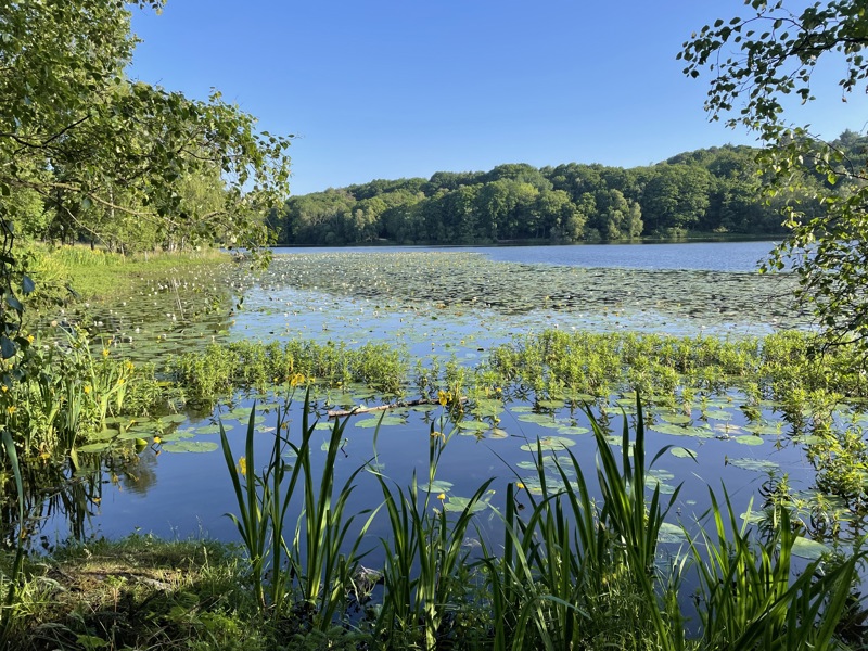 Frodig og grønt ved Lille Stokkavatnet