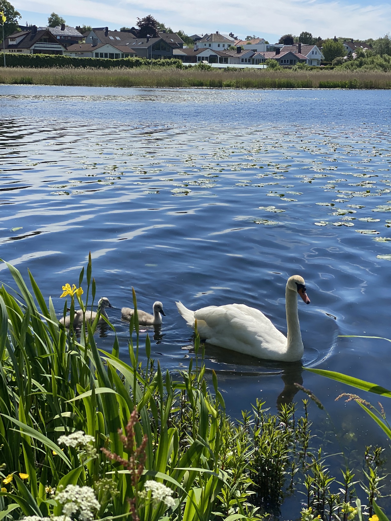 svaner i store stokkavatn
