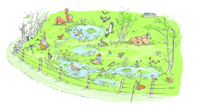 illustrasjon av molaugmarka