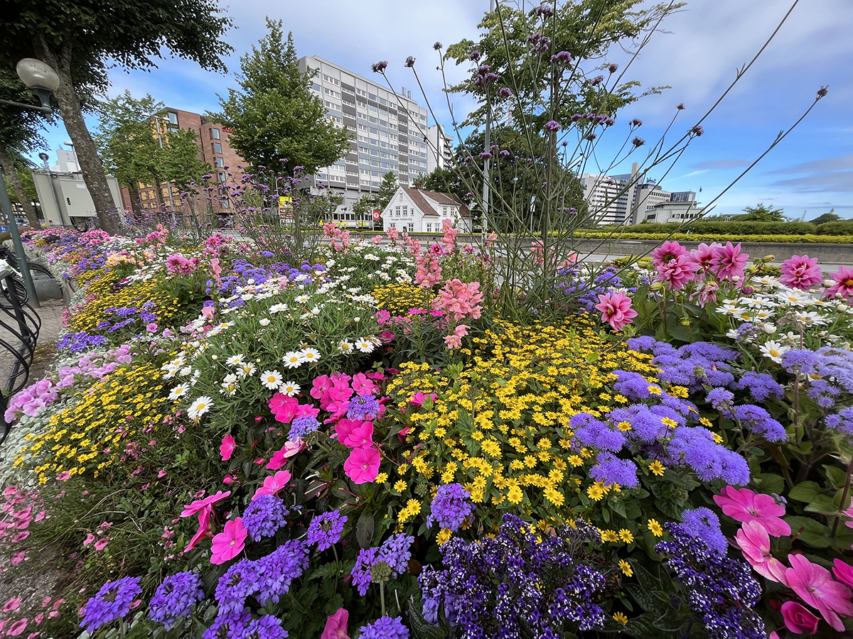 Blomsterbedet ved Rogaland Teater