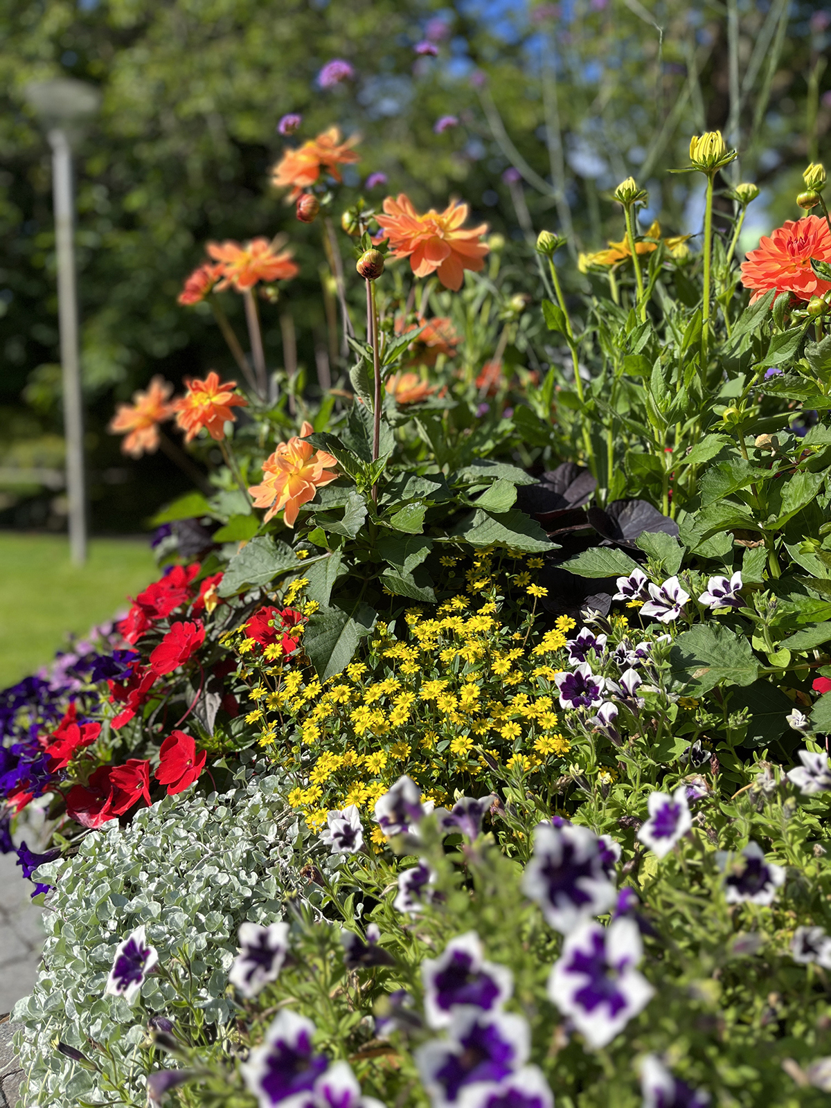 Blomster i Bjergsted-parken 2023