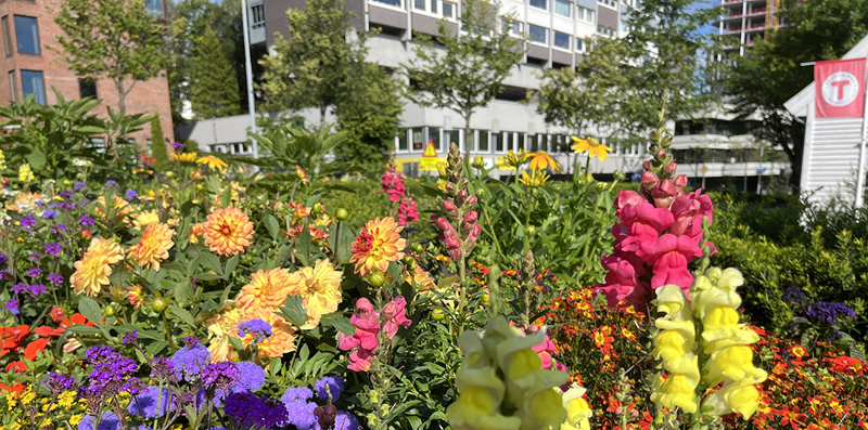 Blomster ved Turistforeningen 2023