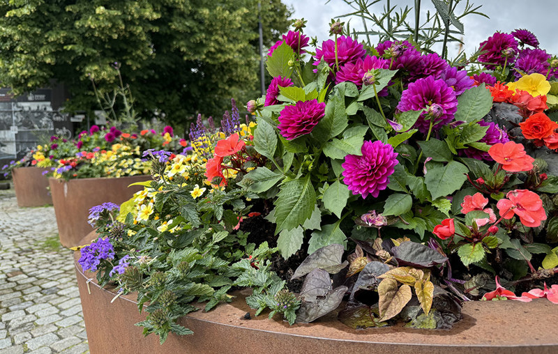 Kommunen setter ut blomster i sentrum