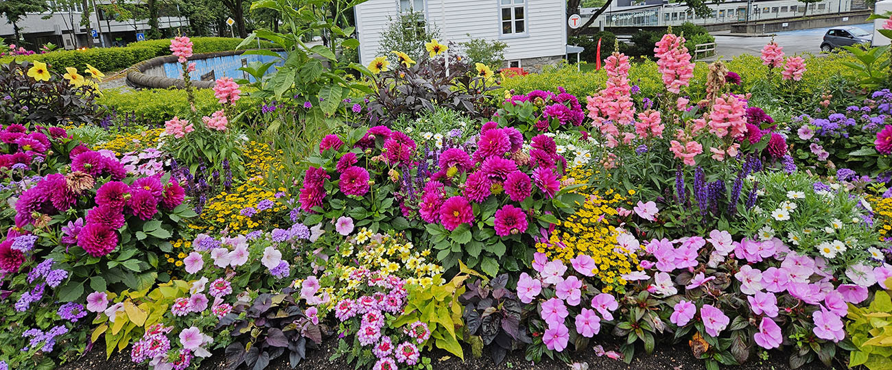 Kommunen har satt ut blomster i Kannik