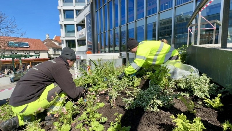 To gartnere planter stauder i bedet på Torget