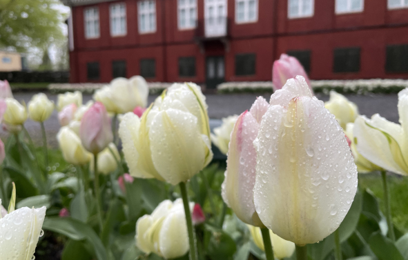 Rosa og hvite tulipaner i et bed