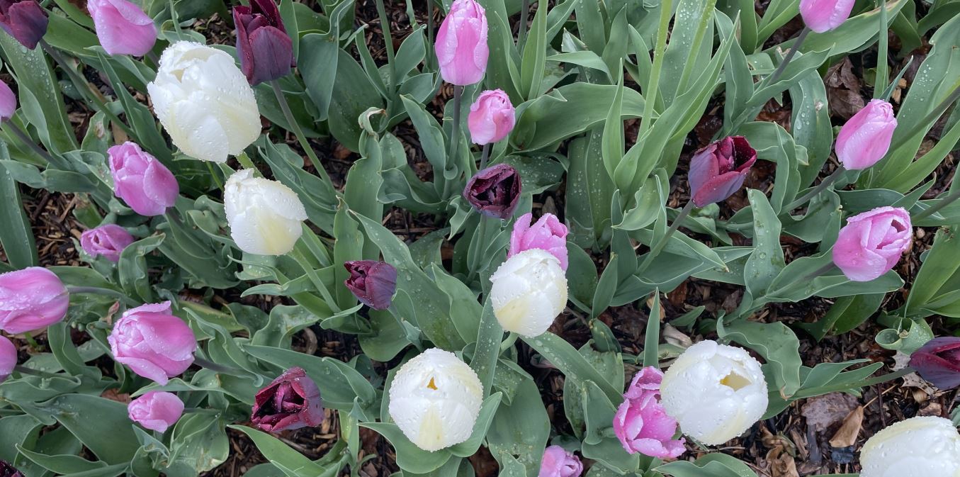 Hvite og lilla tulipaner med grønt bladverk i et bed, sett ovenfra.