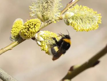 Humle på blomst