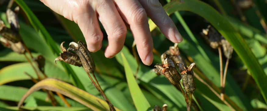 En hånd plukker frø og belger fra planter