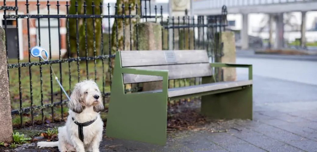 Vi ser en grønn benk, med stålkanter og tre i setet og rygg. En liten lys hund sitter lydig ved siden av, i et bånd festet til gjerdet bak. Det er på Våland, på hjørnet i Museegaten utenfor Fylkeskommunen og Stavanger museeum.