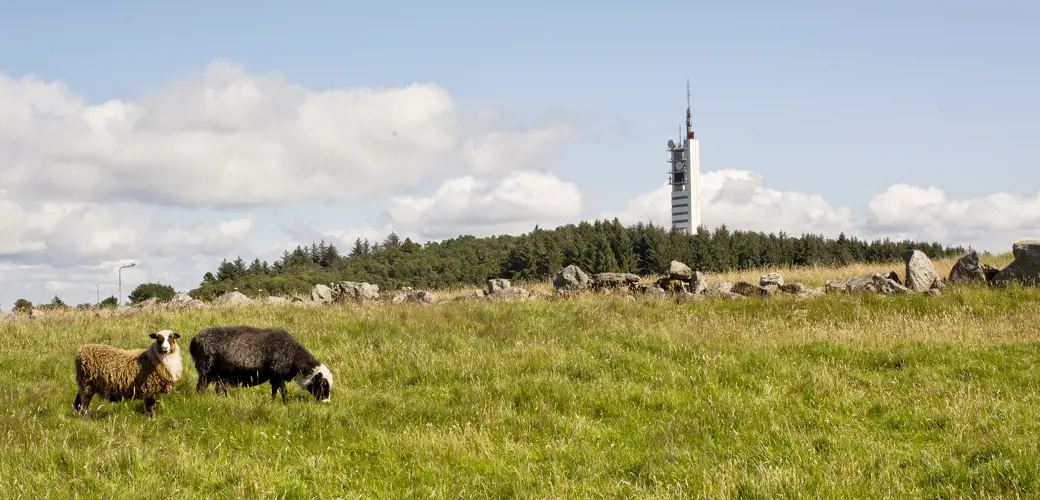 Utsikt fra Jernaldergården mot Ullandhaugtårnet, med to sauer i forgrunnen.