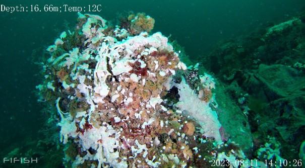 Hvitt havnespy på stein på sjøbunnen