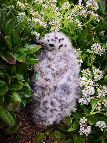 Måkeunge i lyngen