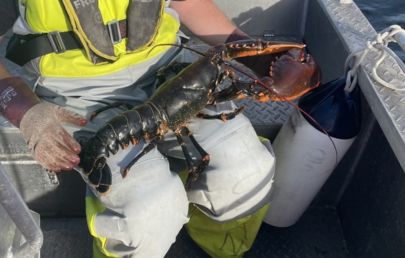 Hummer på fanget til en fisker som sitter i en båt