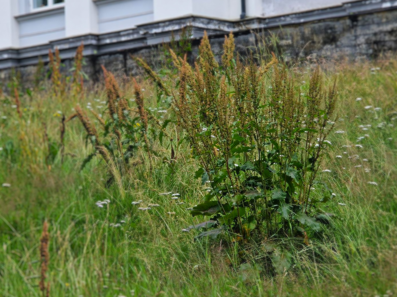 Bilde av høymole på eng.