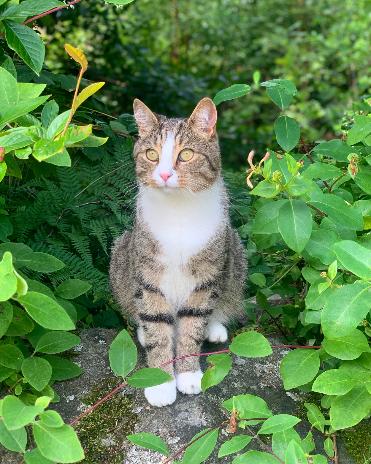 Bilde av en katt i en hekk.