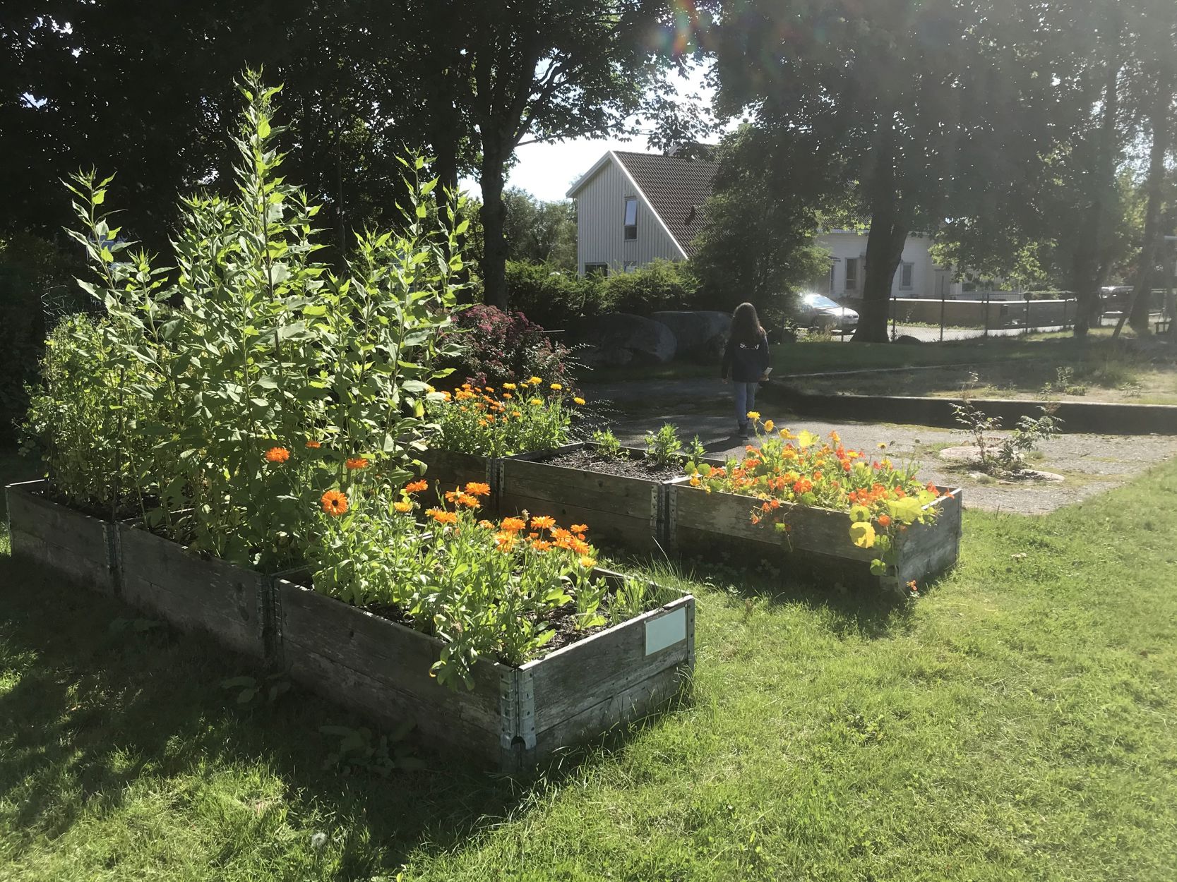 Jordskokk og ringblomst fra Hinna nabolagshage. Foto: Sunniva s. Roberts/Frivilligsentralen på Hinna